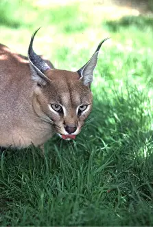 Caracal: CARACAL - with tongue out