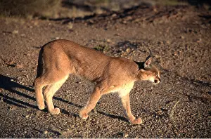 Clem Haagner: CARACAL - walking