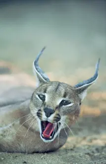 Caracals: CARACAL - YAWNING