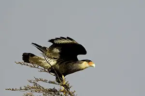 Caracara: Caracara