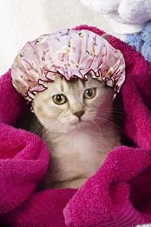 Shower: Caramel silver Burmilla Cat wearing shower cap