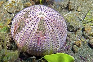 Echinoidea: Carapace of Purple sea urchin (Sphaerechinus granularis)