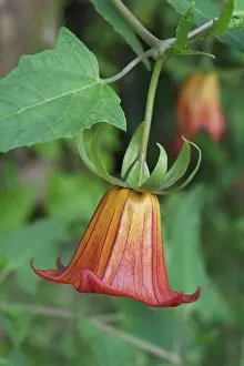 Canariensis: Cararina canariensis
