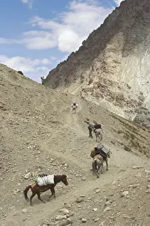 Risks: Caravan climbing on a mule track in mountain India