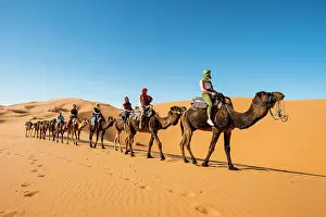 Merzouga: Caravan with dromedaries (Camelus dromedarius)