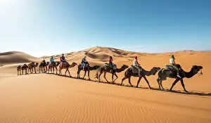 Merzouga: Caravan with dromedaries (Camelus dromedarius)