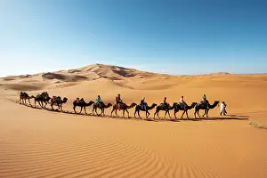 Merzouga: Caravan with dromedaries (Camelus dromedarius)