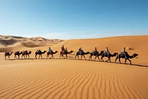 Merzouga: Caravan with dromedaries (Camelus dromedarius)
