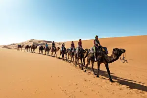 Merzouga: Caravan with dromedaries (Camelus dromedarius)