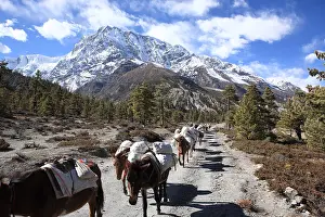 Goods: Caravans of donkeys and snowcapped Humde Nepal