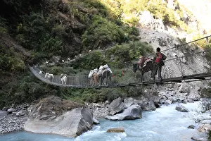Suspension: Caravans of donkeys on a suspension bridge Tal Nepal