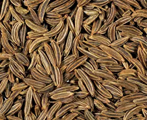 Cooking: Caraway seeds