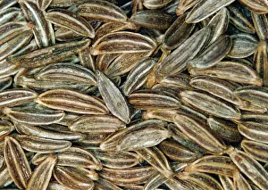 Umbelliferae: Caraway Seeds