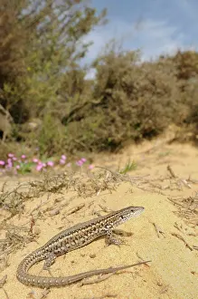 Podarcis: Carbonell's Wall Lizard - female - in habitats