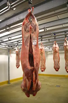 Shops: Carcasses of beef hanging in a warehouse France