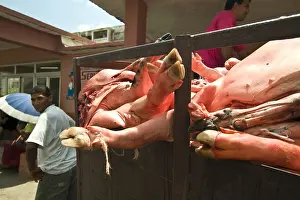Markets: Carcasses of pigs to market in Havana Cuba