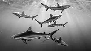 Carcharhinus: Carcharhinus perezi Carcharhinus