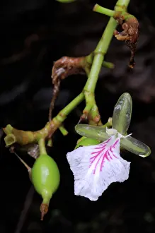 Ceylon: Cardamom Flower