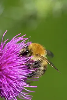 Carder: Carder Bee - Collecting nectar and pollen from