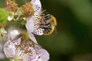 Carder: Carder Bee - a type of bumble bee - collecting