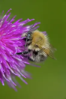 Carder: Carder Bee - A type of bumble bee - Collecting