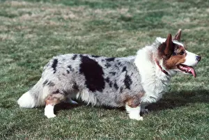 Collars: Cardigan Corgi DOG - side view profile