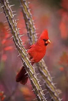 Cardinals: Cardinal