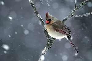 Warmth: Cardinal