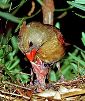 Cardinalis: Cardinal