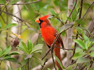 Cardinals: Cardinal