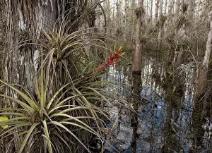 Tillandsia: Cardinal Airplant, Florida bromeliad / Wild-pine