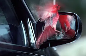Cardinalis: Cardinal Attacking Mirror