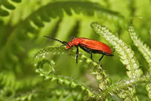Pyrochroa: Cardinal Beetle