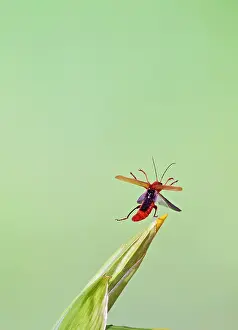 Angled: Cardinal Beetle - in flight taking off