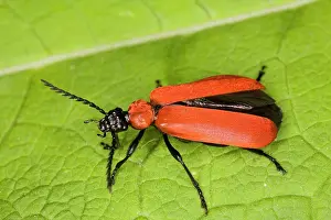 Coccinea: Cardinal Beetle - larvae live in old wood, such