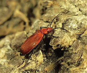Coccinea: Cardinal Beetle (Pyrochroa coccinea)