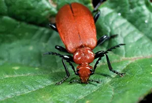 Serrated: Cardinal Beetle - serrated antennae