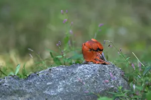 Cardinalis: Cardinal Eating Termites