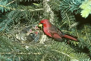 Grub: Cardinal feeding chicks in nest