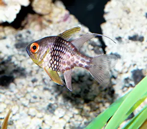 Cardinalfishes: Cardinal fish
