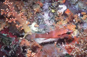 Valerie & Ron Taylor: CARDINAL FISH