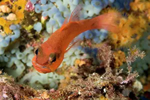 Imberbis: Cardinal fish, Apogon imberbis with eggs in the mouth, Ischi