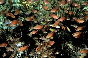 Cardinals: CARDINAL fish - These schooling fish use spiny