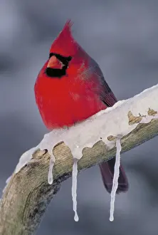 Cardinals: Cardinal on icy tree branch