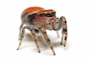 Cardinal: Cardinal jumping spider