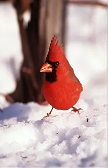 Cardinal: CARDINAL - male on snow