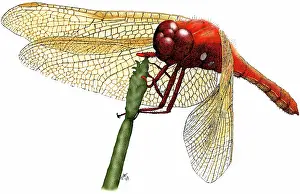 Sympetrum: Cardinal Meadowhawk Dragonfly