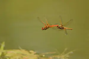 Towing: Cardinal Meadowhawk Dragonfly - male towing female