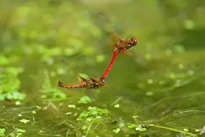 Towing: Cardinal Meadowhawk - male towing female during