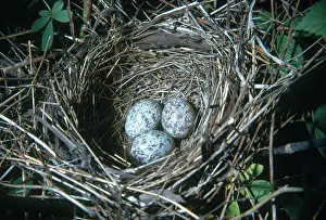 Cardinalis: Cardinal Nest with Eggs